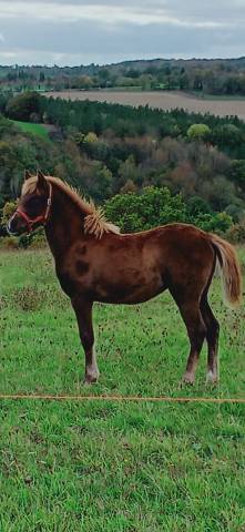 Filly Other Pony Breed For sale 2025 Chesnut