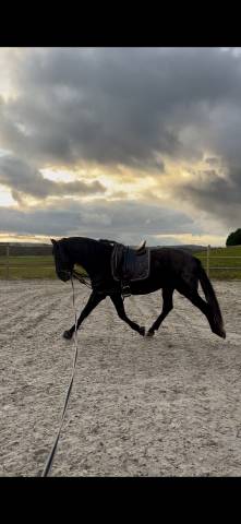 Entire PRE Pure Spanish Bred For sale 2021 Black