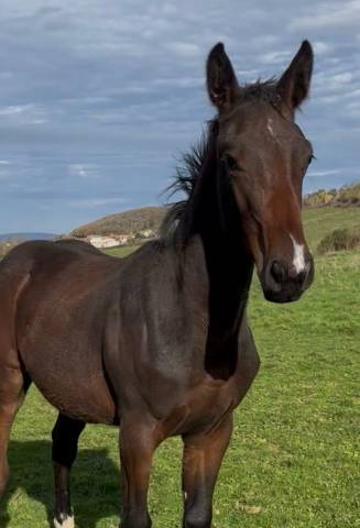 Colt Selle Français For sale 2025 Dark Bay