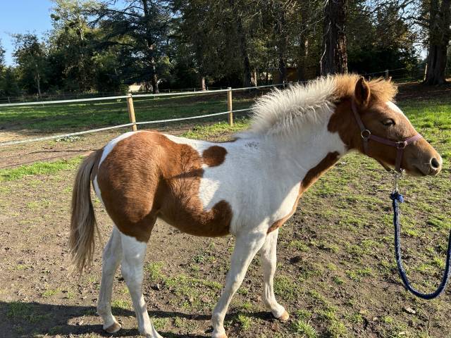 Filly French Saddle Pony For sale 2025 Coloured