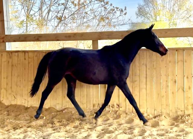 Mare AES Anglo European Studbook For sale 2023 Dark Bay