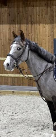 Mare New Forest For sale 2020 Grey