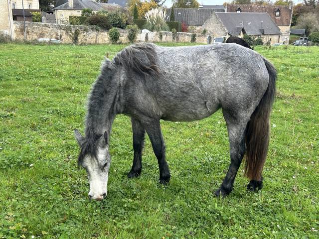 Mare No Origin Recorded For sale 2023 Grey
