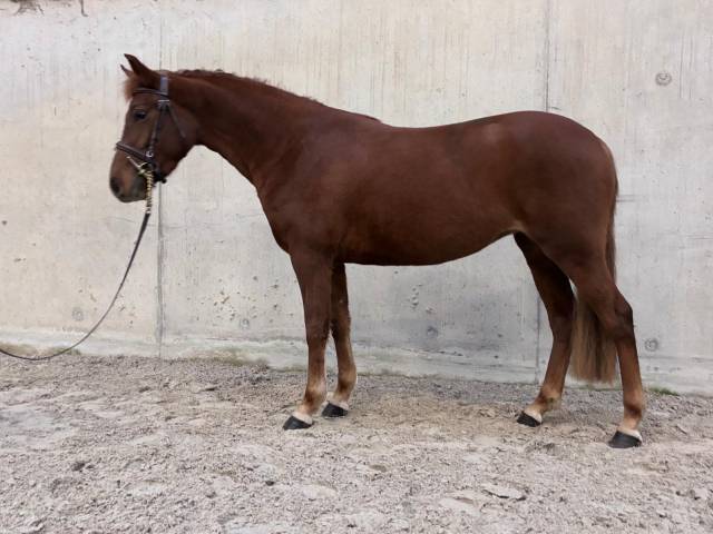 Mare French Saddle Pony For sale 2022 Chesnut
