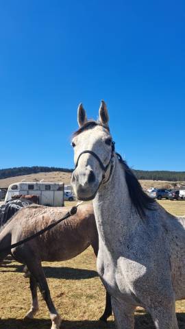 Gelding Anglo-Arabian For sale 2014 Grey