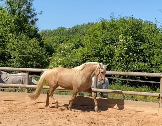 Mare PRE Pure Spanish Bred For sale 2021 Palomino