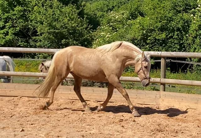 Mare PRE Pure Spanish Bred For sale 2021 Palomino