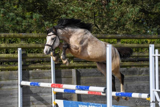 Stallion French Saddle Pony For sale 2022 Buckskin