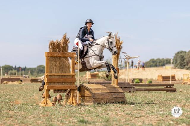 Mare Connemara For sale 2017 Grey