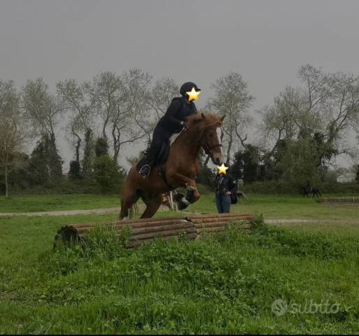 Gelding Welsh Part Bred For sale 2017 Tobiano