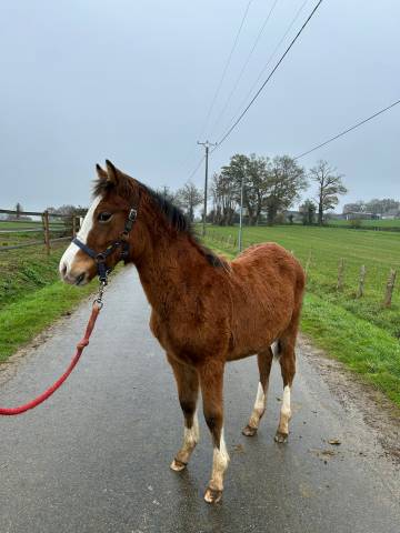 Filly Welsh Part Bred For sale 2025 Bay
