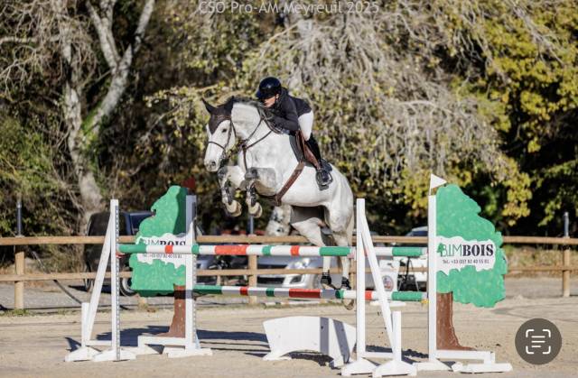 Mare Selle Français For sale 2019 Grey