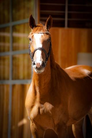 Mare Selle Français For sale 2022 Chesnut