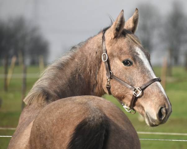 Stallion Zangersheide For sale 2024 Grey