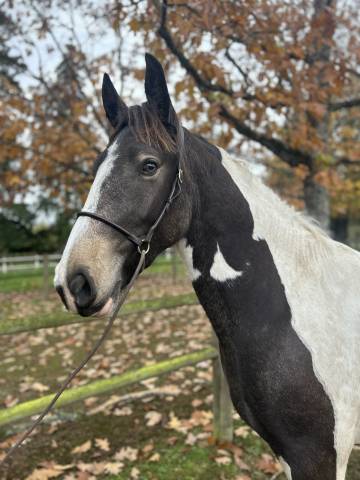 Mare No Origin Recorded For sale 2023 Coloured