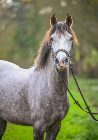 Gelding French Saddle Pony For sale 2021 Grey
