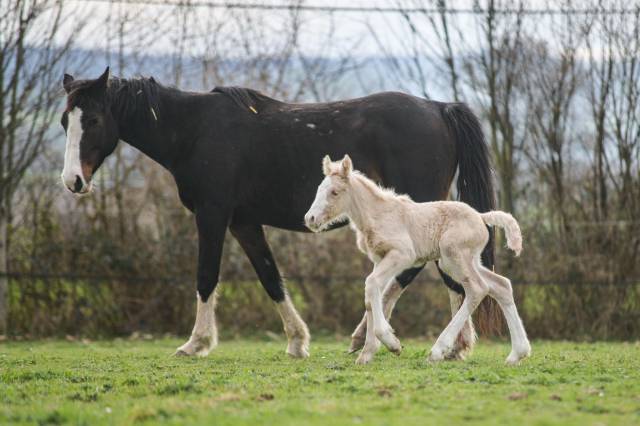 Filly Gypsy Cob For sale 2025 Palomino