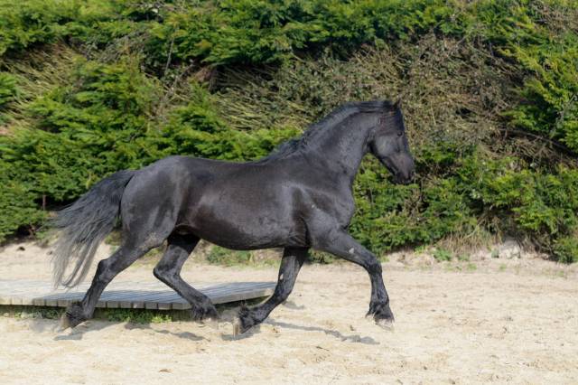 Elite de Gioux  - Friesian Arabian 2018