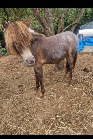 Filly Origin Recorded For sale 2024 Appaloosa
