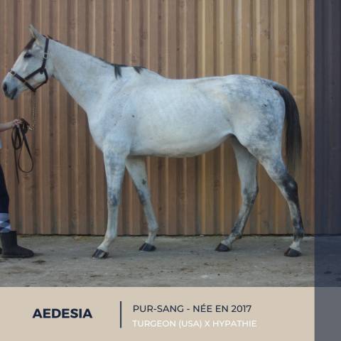 Mare Thoroughbred For sale 2017 Grey