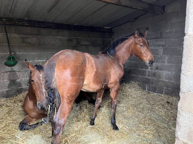 Rider, Showjumping - Other contract Other - Calvados France