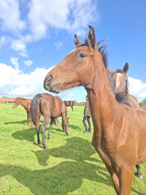 Colt Anglo-Norman For sale 2025 Bay