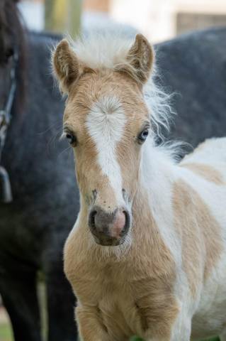 Colt Shetland Pony For sale 2025 Palomino