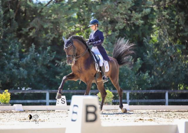 Entire PRE Pure Spanish Bred For sale 2011 Black