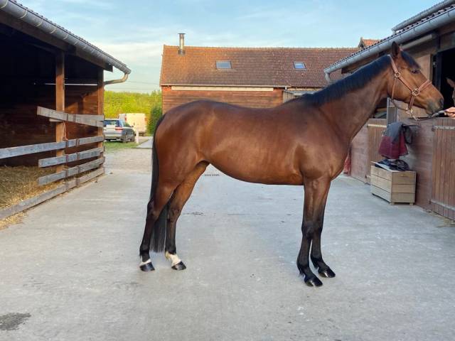 Mare Selle Fran&ccedil;ais For sale 2018 Bay