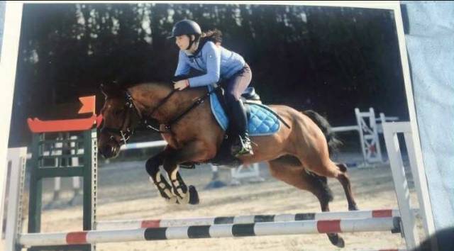 Gelding Other Pony Breed For sale 2012 Bay
