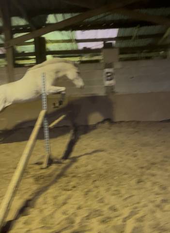 Mare Thoroughbred For sale 2014 Grey