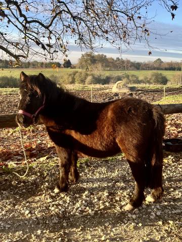 Filly Shetland Pony For sale 2023 Dark Bay