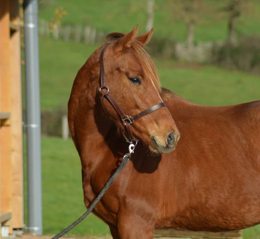 Mare English Thoroughbred For sale 2021 Chesnut
