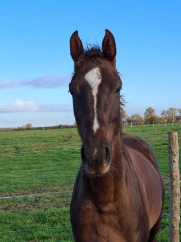 Mare Selle Français For sale 2023 Liver chestnut