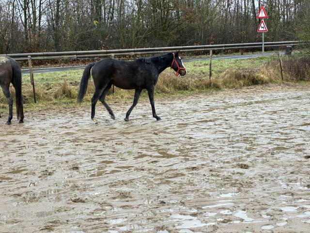 Mare Irish Half Blood For sale 2019 Bay