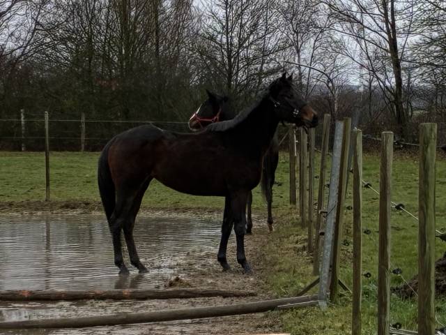 Mare Thoroughbred For sale 2020 Bay