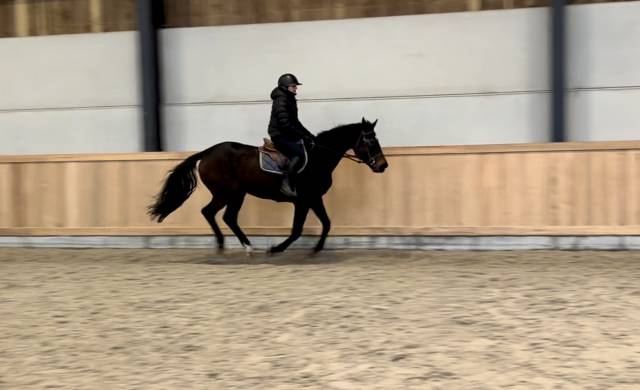 Mare AES Anglo European Studbook For sale 2015 Bay