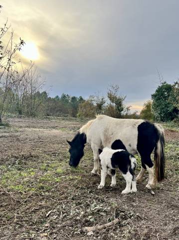 Colt Shetland Pony For sale 2025 Coloured