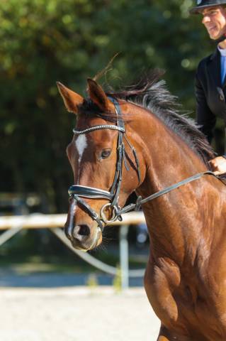 Gelding Selle Français For sale 2015 Bay