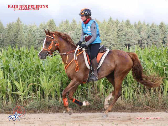 Mare Arabian For sale 2016 Chesnut