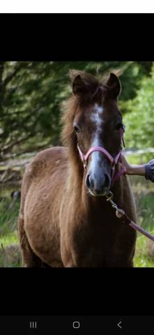 Entire French Saddle Pony For sale 2024 Grey