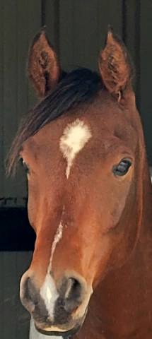 Gelding Arabian Thoroughbred For sale 2020 Bay