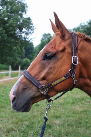 Gelding English Thoroughbred For sale 2020 Chesnut