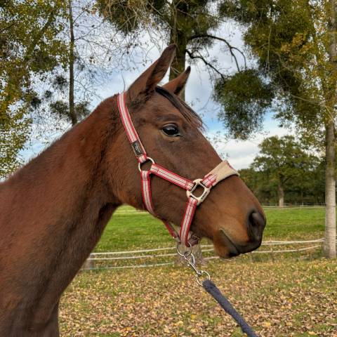 Mare AQPS For sale 2023 Bay