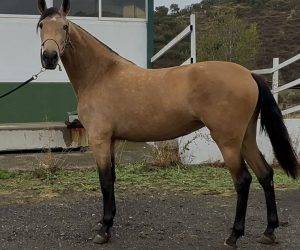 Mare PRE Pure Spanish Bred For sale 2023 Bay