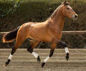 Entire PRE Pure Spanish Bred For sale 2022 Bay