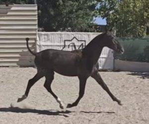 Mare PRE Pure Spanish Bred For sale 2025 Black