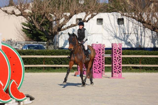 Gelding Selle Français For sale 2019 Bay