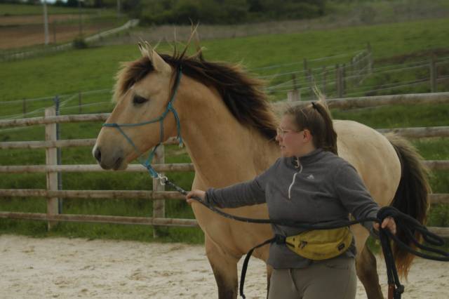 Hondo - Sorraia, Spanish Tarpan 2017