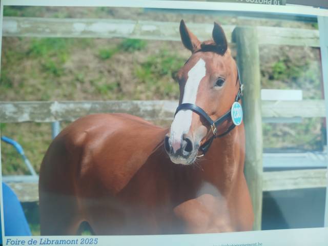 Filly Zangersheide For sale 2023 Chesnut